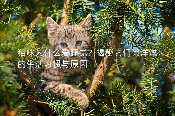 貓咪為什么愛睡覺？揭秘它們懶洋洋的生活習(xí)慣與原因