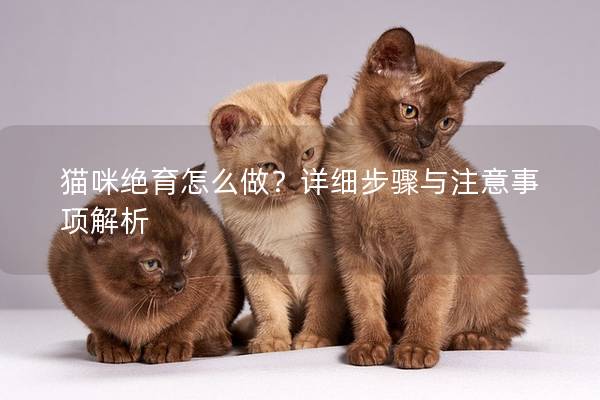 貓咪絕育怎么做？詳細步驟與注意事項解析