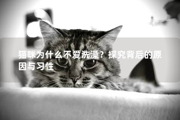 貓咪為什么不愛洗澡？探究背后的原因與習性