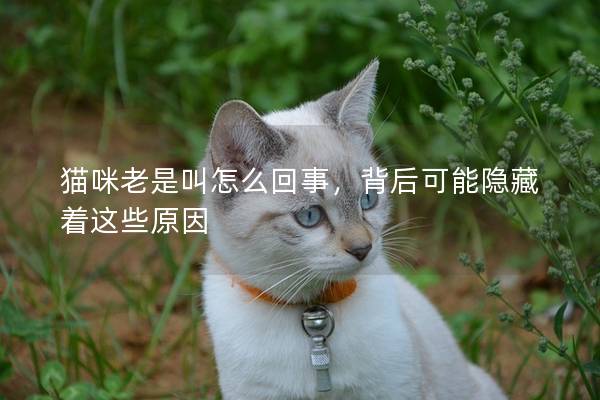 貓咪老是叫怎么回事，背后可能隱藏著這些原因