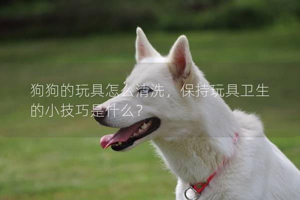 狗狗的玩具怎么清洗，保持玩具衛(wèi)生的小技巧是什么？