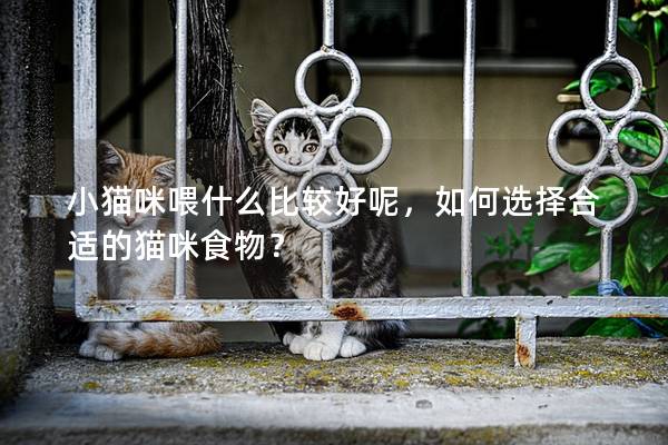 小貓咪喂什么比較好呢，如何選擇合適的貓咪食物？