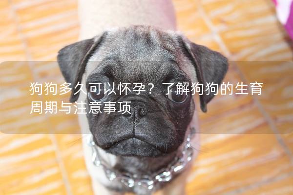 狗狗多久可以懷孕?了解狗狗的生育周期與注意事項 狗狗多久可以懷孕?了解狗狗的生育周期與注意事項