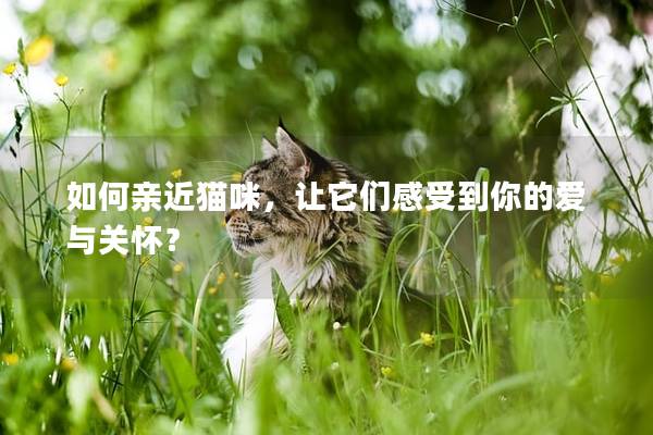 如何親近貓咪，讓它們感受到你的愛(ài)與關(guān)懷？
