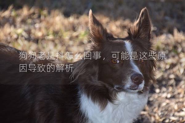 狗狗老是抖怎么回事，可能是這些原因導致的解析