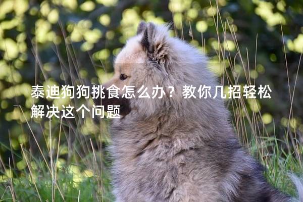 泰迪狗狗挑食怎么辦？教你幾招輕松解決這個問題