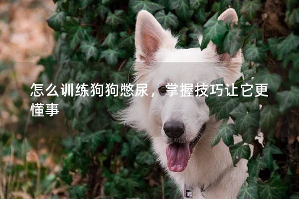 怎么訓練狗狗憋尿，掌握技巧讓它更懂事