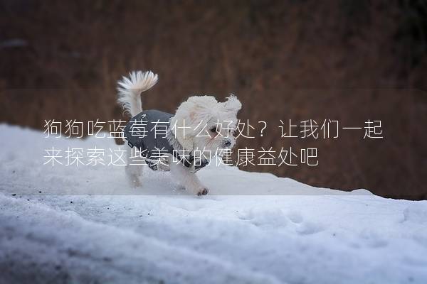 狗狗吃藍莓有什么好處？讓我們一起來探索這些美味的健康益處吧