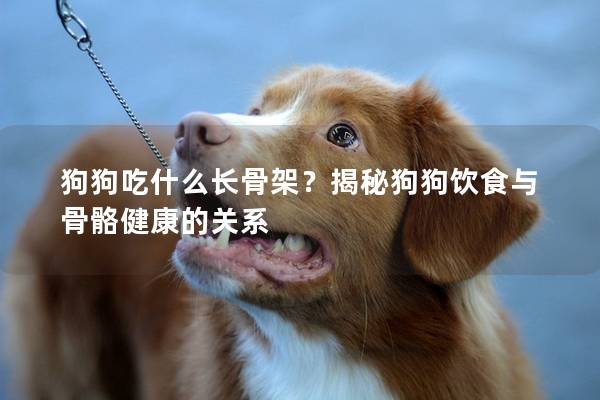狗狗吃什么長(zhǎng)骨架?揭秘狗狗飲食與骨骼健康的關(guān)系 狗狗吃什么長(zhǎng)骨架?揭秘狗狗飲食與骨骼健康的關(guān)系