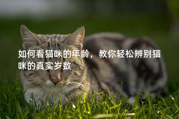 如何看貓咪的年齡，教你輕松辨別貓咪的真實(shí)歲數(shù)