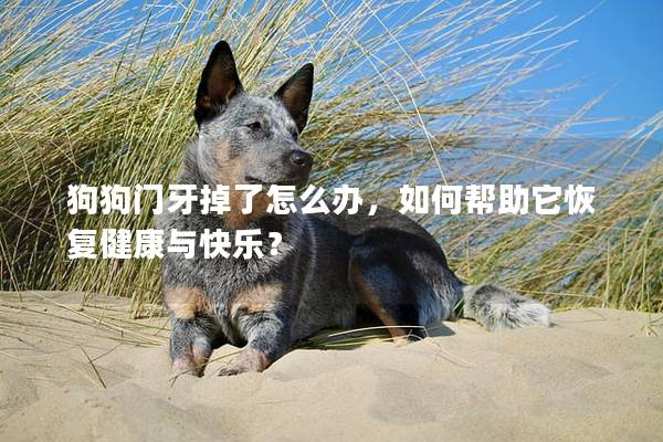狗狗門牙掉了怎么辦，如何幫助它恢復(fù)健康與快樂？