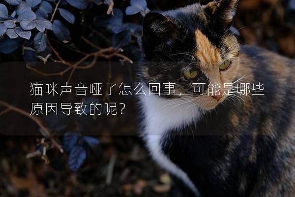 貓咪聲音啞了怎么回事，可能是哪些原因?qū)е碌哪兀?></em><p>貓咪聲音啞了怎么回事，可能是哪些原因?qū)е碌哪兀?/p><span>2024-09-27</span></a></li><li><a title=
