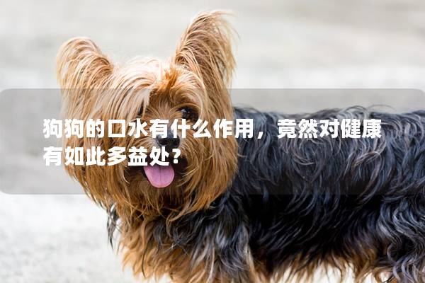 狗狗的口水有什么作用，竟然對健康有如此多益處？