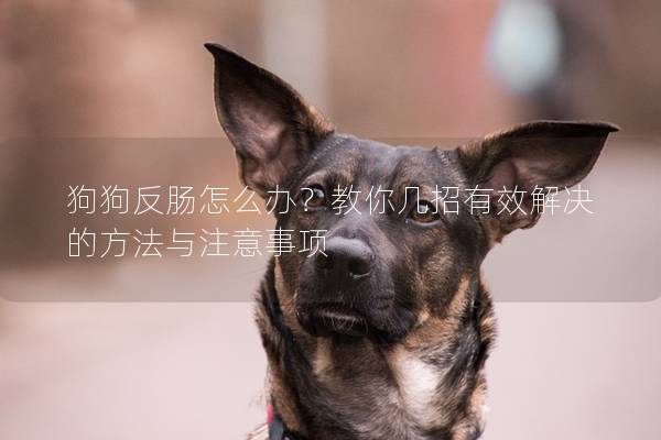狗狗反腸怎么辦?教你幾招有效解決的方法與注意事項 狗狗反腸怎么辦?教你幾招有效解決的方法與注意事項