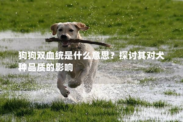 狗狗雙血統是什么意思？探討其對犬種品質的影響