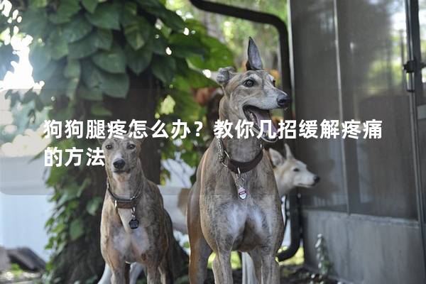 狗狗腿疼怎么辦？教你幾招緩解疼痛的方法