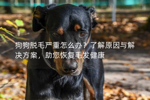 狗狗脫毛嚴(yán)重怎么辦？了解原因與解決方案，助您恢復(fù)毛發(fā)健康