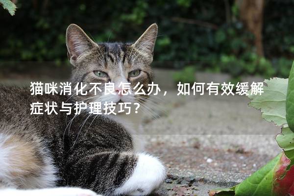 貓咪消化不良怎么辦，如何有效緩解癥狀與護理技巧？