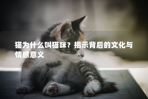貓為什么叫貓咪？揭示背后的文化與情感意義