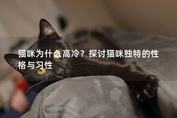 貓咪為什么高冷？探討貓咪獨特的性格與習性