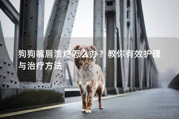 狗狗嘴唇潰爛怎么辦?教你有效護理與治療方法 狗狗嘴唇潰爛怎么辦?教你有效護理與治療方法