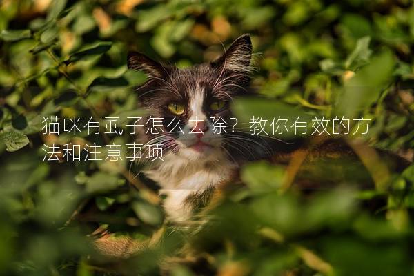 貓咪有虱子怎么去除？教你有效的方法和注意事項(xiàng)