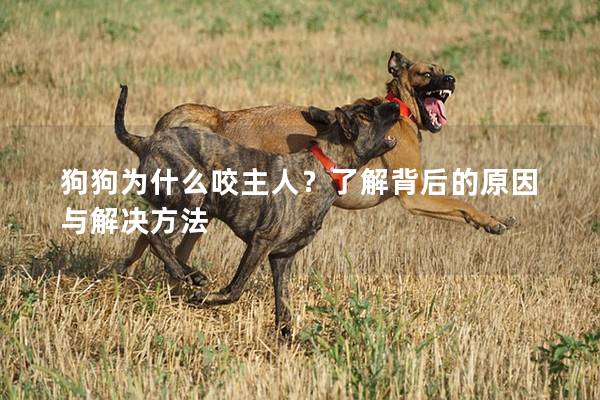 狗狗為什么咬主人？了解背后的原因與解決方法