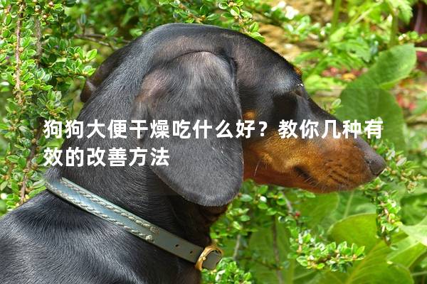狗狗大便干燥吃什么好？教你幾種有效的改善方法