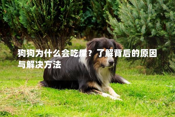 狗狗為什么會(huì)吃屎？了解背后的原因與解決方法