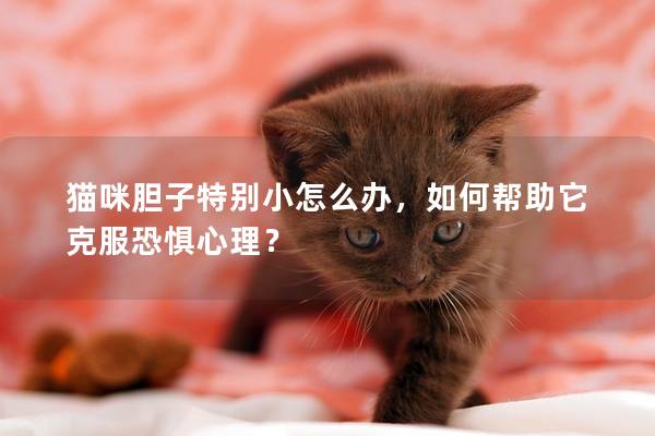 貓咪膽子特別小怎么辦，如何幫助它克服恐懼心理？