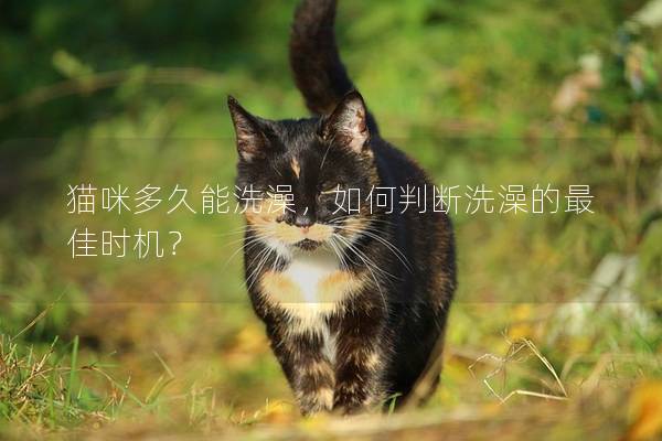 貓咪多久能洗澡，如何判斷洗澡的最佳時機？