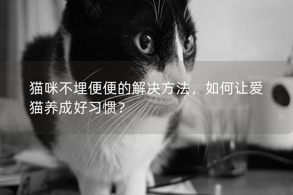 貓咪不埋便便的解決方法，如何讓愛貓養(yǎng)成好習慣？