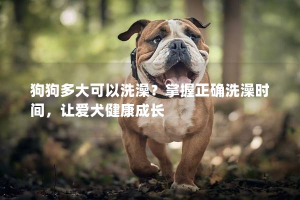 狗狗多大可以洗澡？掌握正確洗澡時間，讓愛犬健康成長