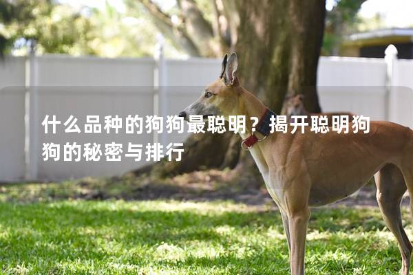 什么品種的狗狗最聰明？揭開聰明狗狗的秘密與排行