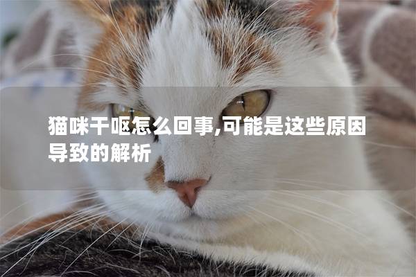貓咪干嘔怎么回事,可能是這些原因導致的解析