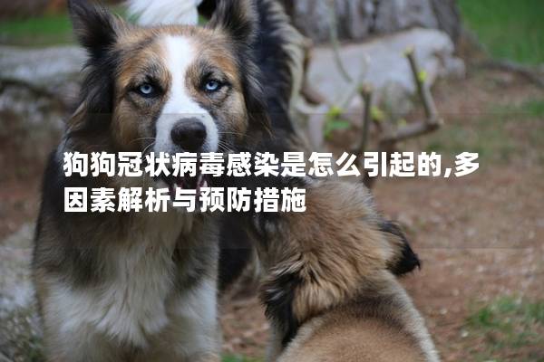 狗狗冠狀病毒感染是怎么引起的,多因素解析與預(yù)防措施