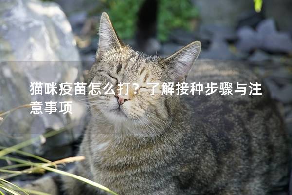 貓咪疫苗怎么打？了解接種步驟與注意事項