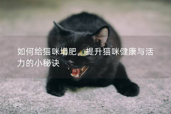 如何給貓咪增肥，提升貓咪健康與活力的小秘訣
