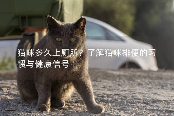 貓咪多久上廁所？了解貓咪排便的習(xí)慣與健康信號(hào)