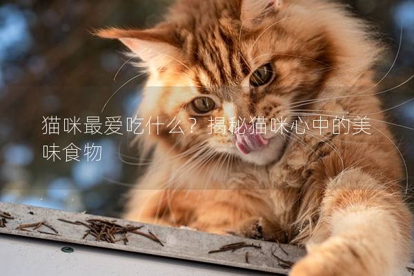 貓咪最愛吃什么？揭秘貓咪心中的美味食物