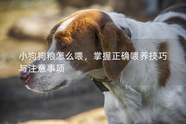 小狗狗糧怎么喂，掌握正確喂養技巧與注意事項