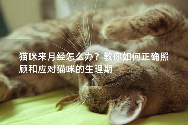 貓咪來(lái)月經(jīng)怎么辦？教你如何正確照顧和應(yīng)對(duì)貓咪的生理期