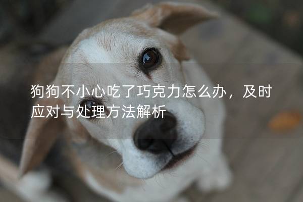 狗狗不小心吃了巧克力怎么辦，及時應(yīng)對與處理方法解析