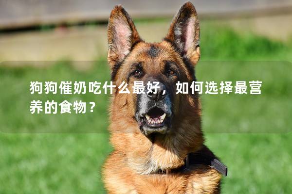 狗狗催奶吃什么最好，如何選擇最營(yíng)養(yǎng)的食物？