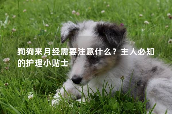 狗狗來月經需要注意什么？主人必知的護理小貼士