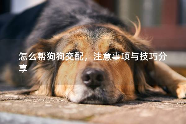 怎么幫狗狗交配，注意事項與技巧分享