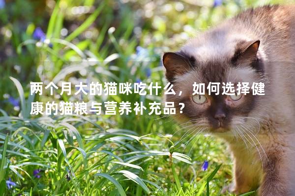 兩個月大的貓咪吃什么，如何選擇健康的貓糧與營養(yǎng)補充品？