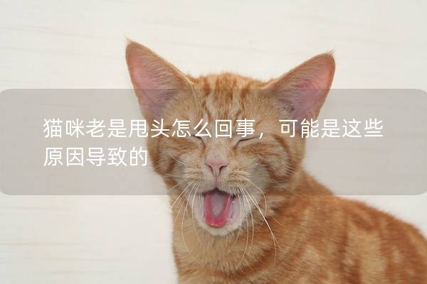 貓咪老是甩頭怎么回事，可能是這些原因導致的