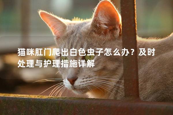 貓咪肛門爬出白色蟲子怎么辦？及時處理與護理措施詳解