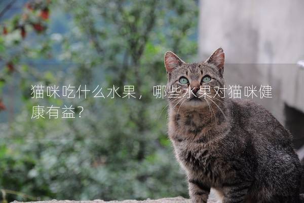貓咪吃什么水果，哪些水果對(duì)貓咪健康有益？